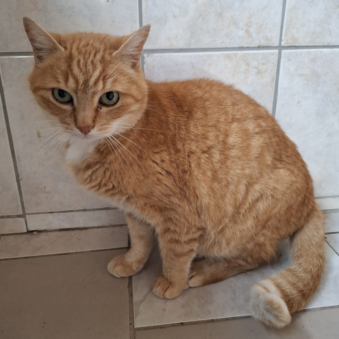 TI LION (2) TI-LION – 5 ans