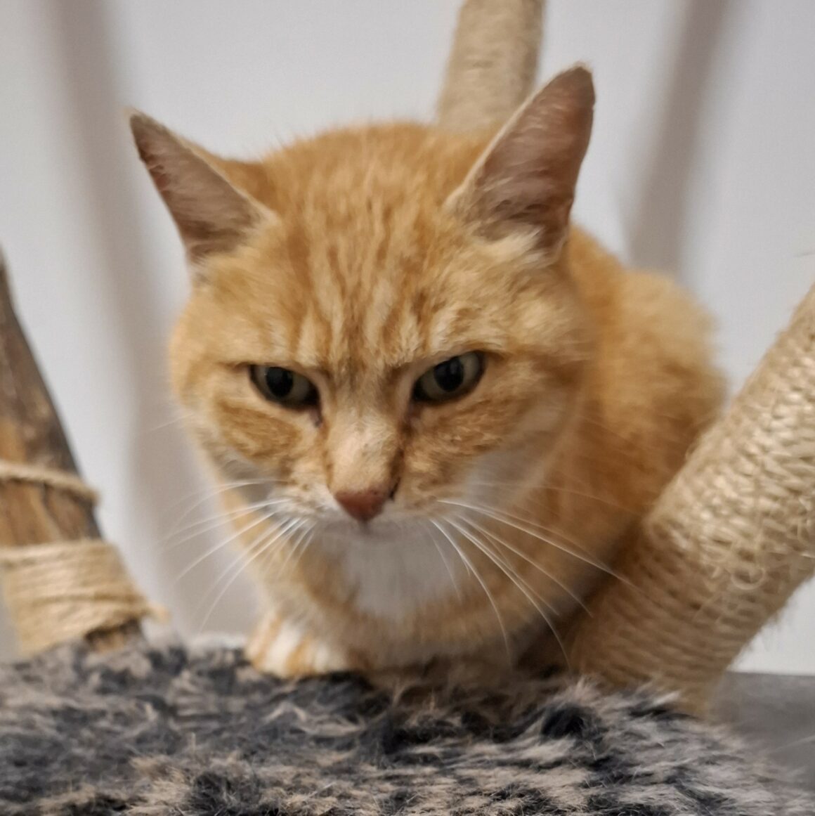 TI-LION (2) TI-LION – 5 ans