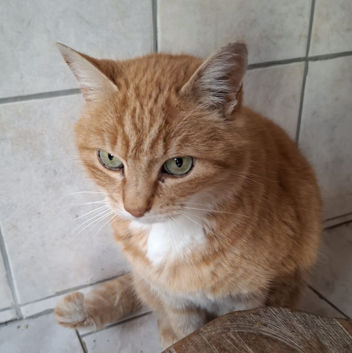 TI LION (3) TI-LION – 5 ans