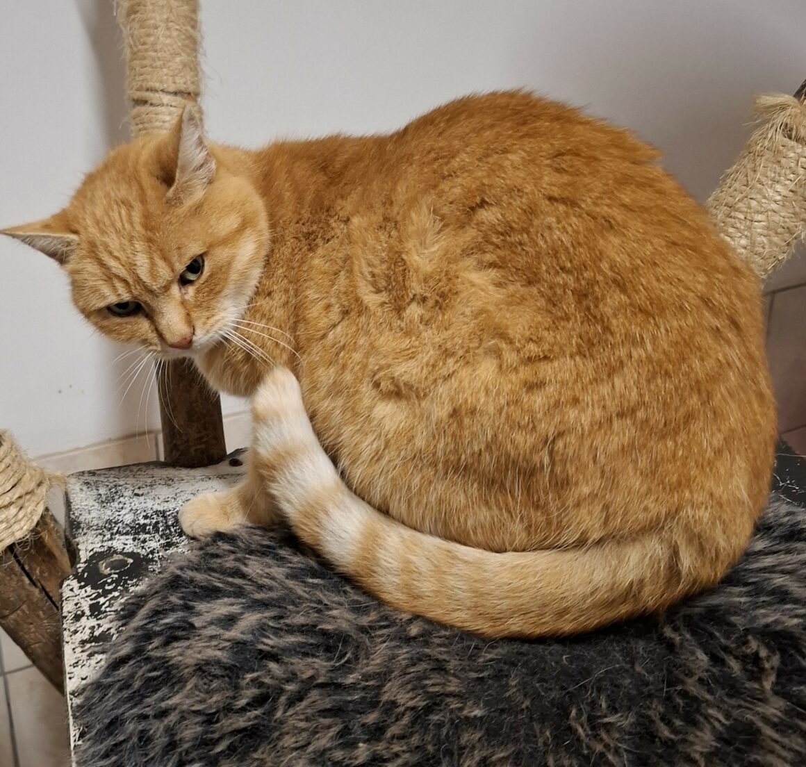 TI-LION (3) TI-LION – 5 ans