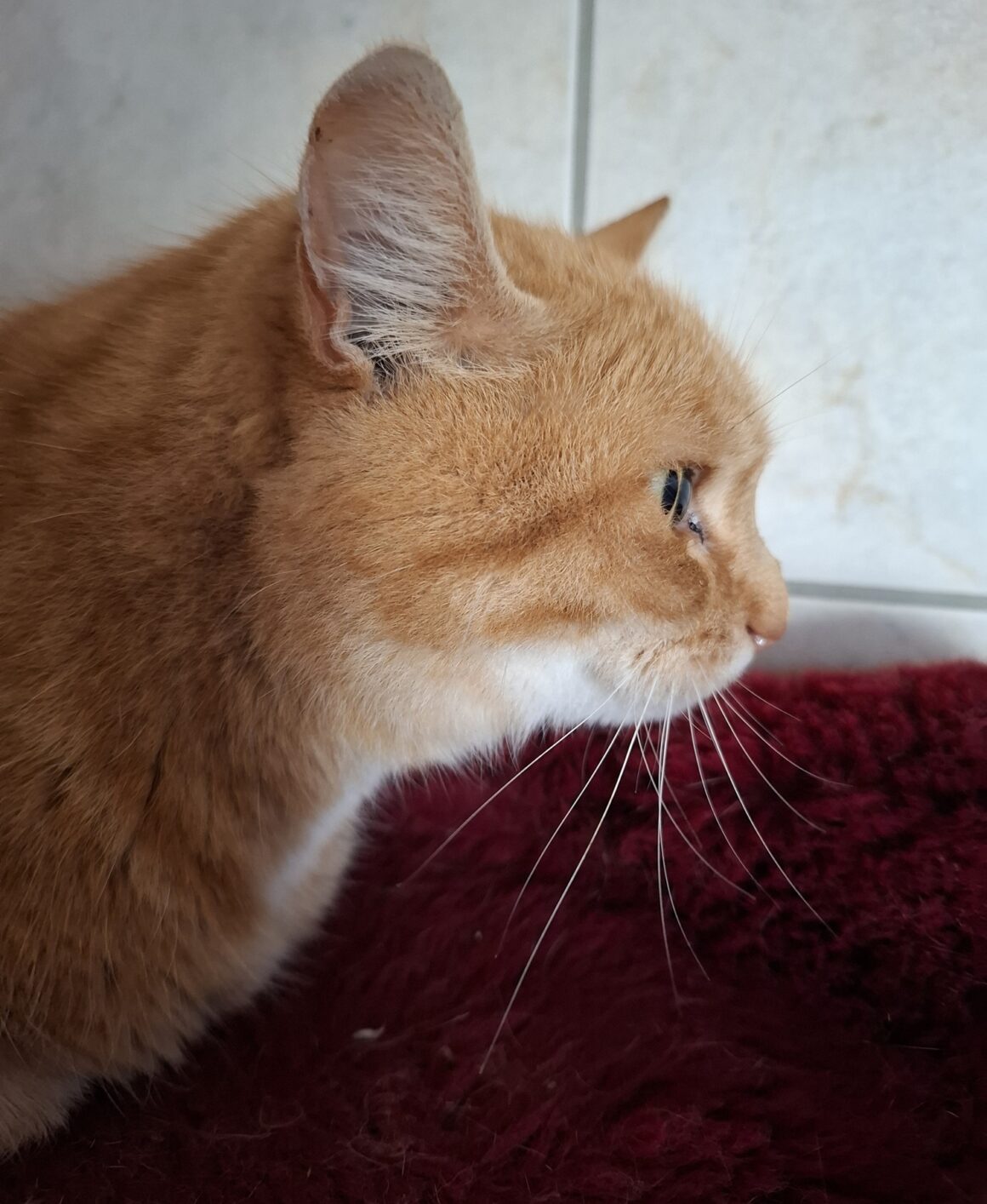 TI LION (4) TI-LION – 5 ans