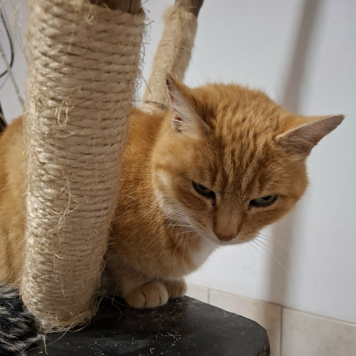 TI-LION (4) TI-LION – 5 ans