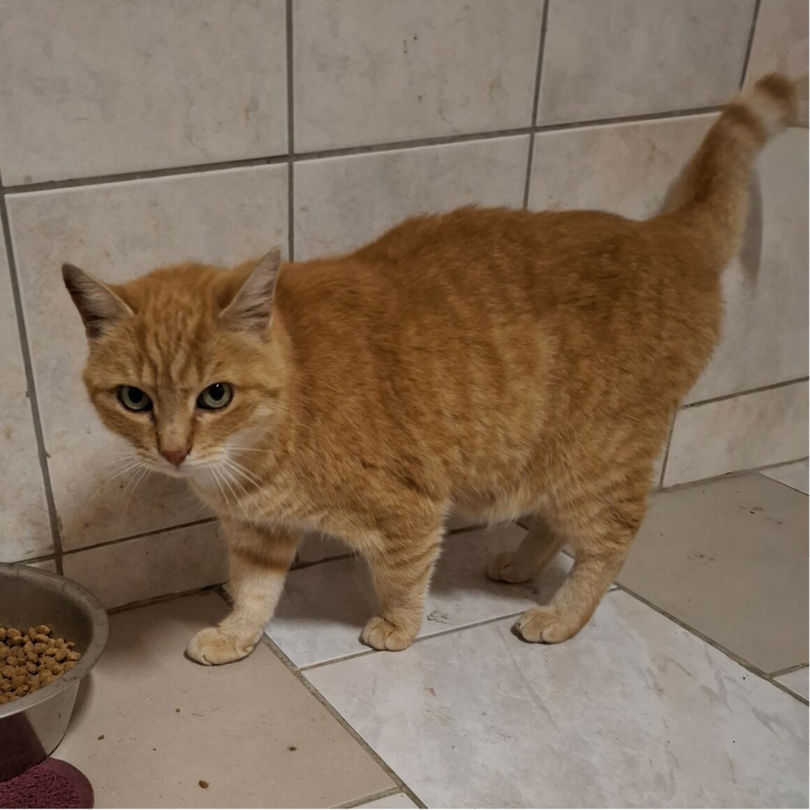 TI-LION (5) TI-LION – 5 ans