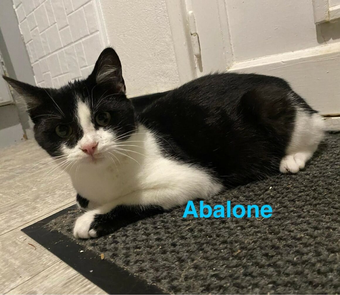 ABALONE – chaton