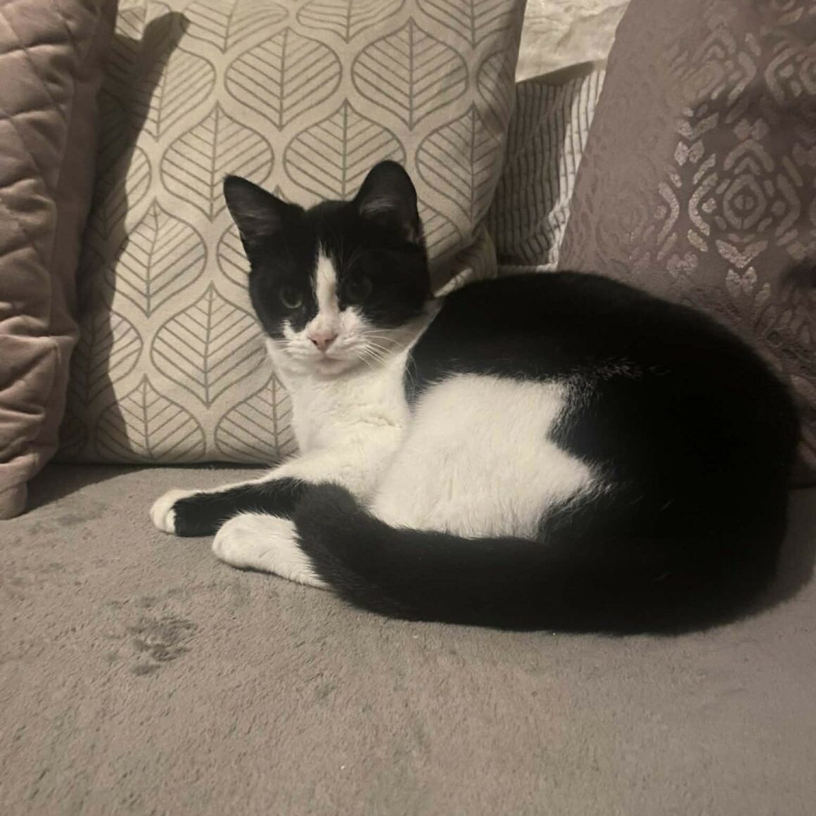 ABALONE – chaton adopté