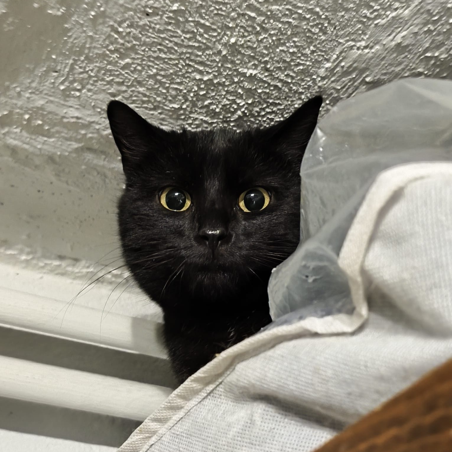 ABBY 2025-12-31 at 10.06.04 ABBY – 2 ans adoptée