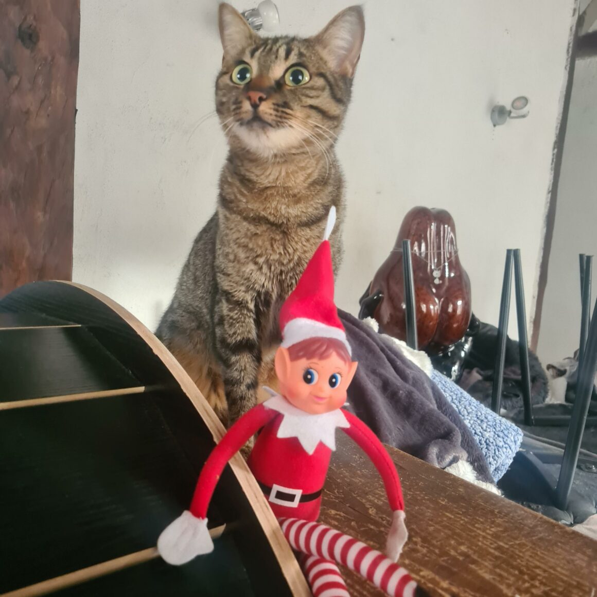 ACELIE (1) ACÉLIE – 1 ans