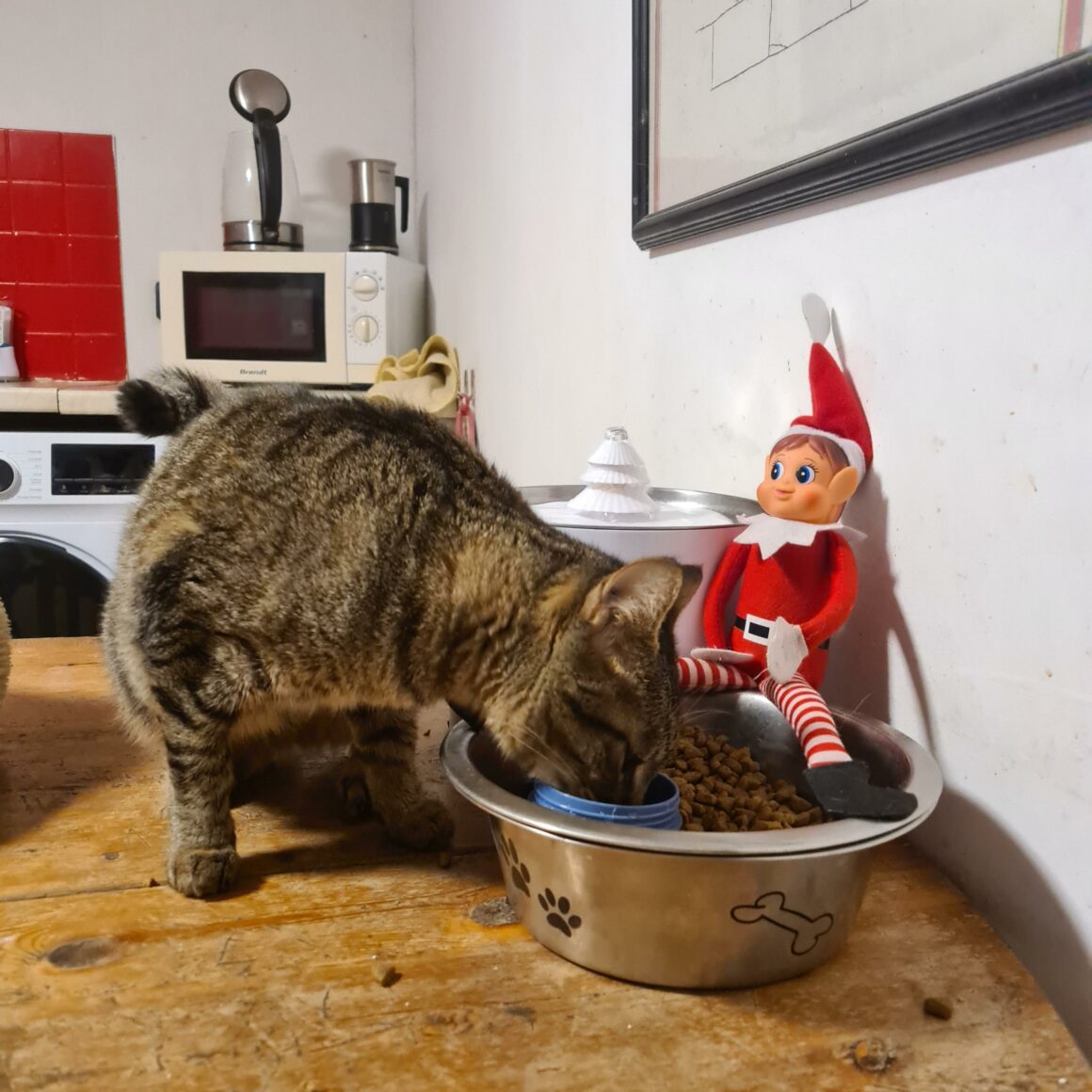 ACELIE (2) ACÉLIE – 1 ans