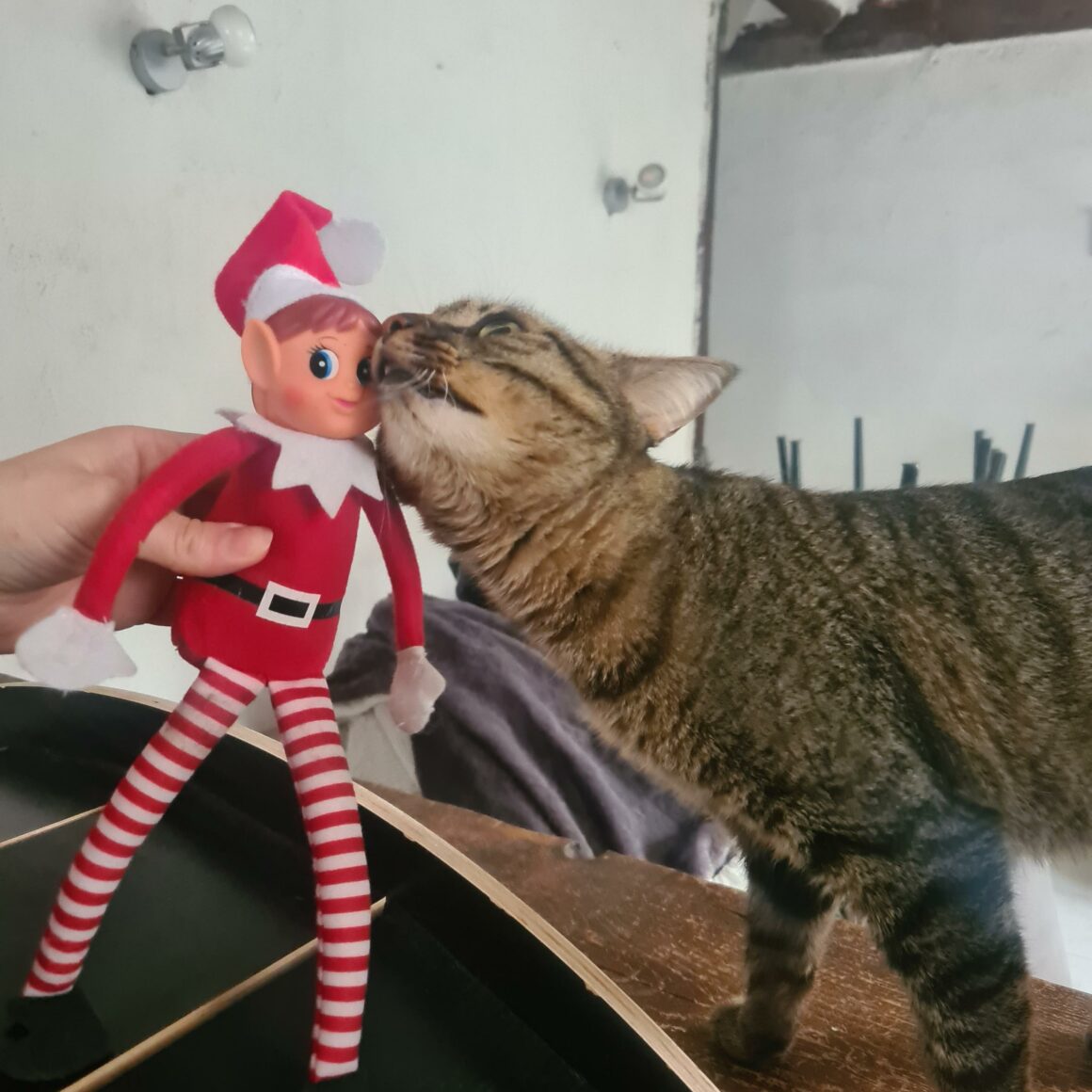 ACELIE (3) ACÉLIE – 1 ans