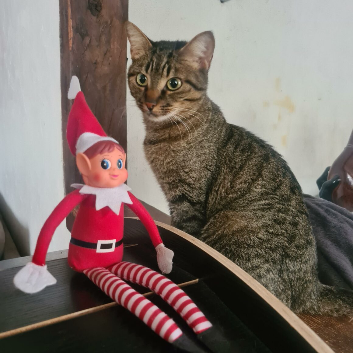 ACÉLIE – 1 ans adoptée