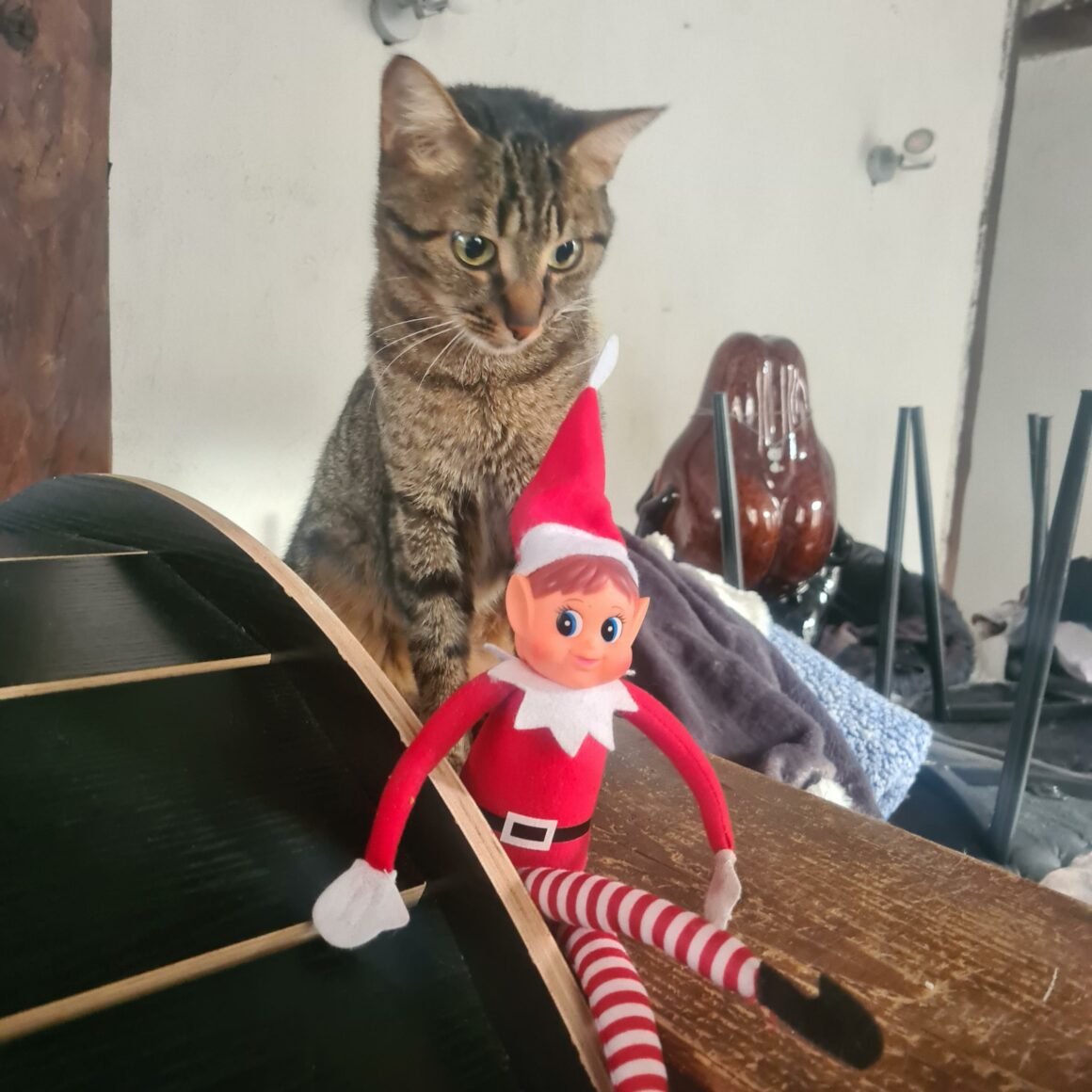 ACELIE (6) ACÉLIE – 1 ans