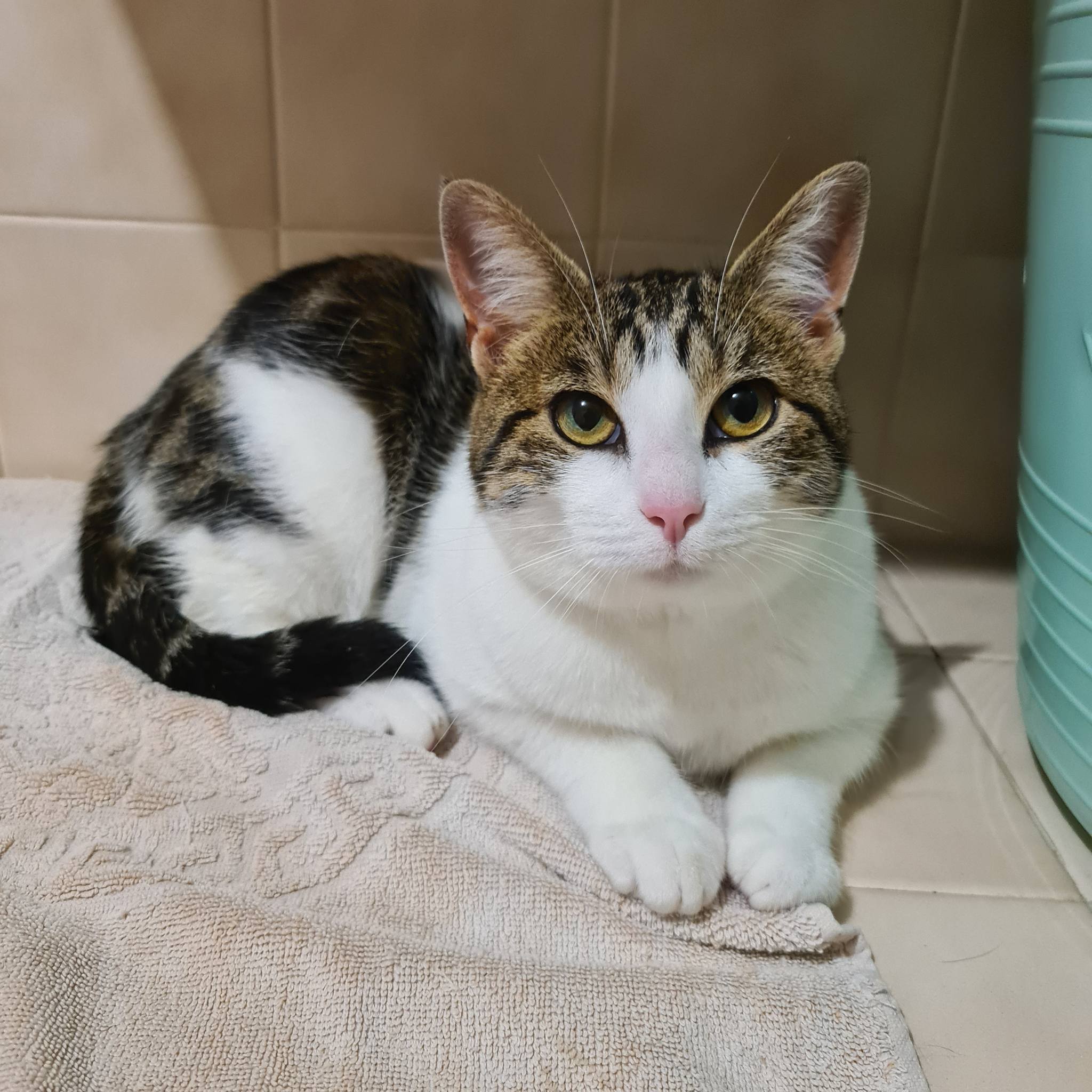 ALBA ALBA – Junior adoptée