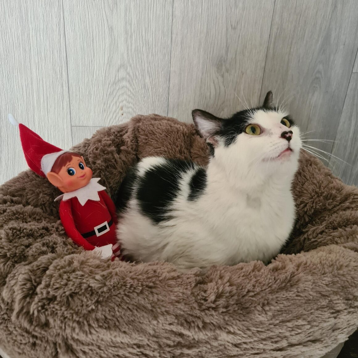 ALCHIMIE (1) ALCHIMIE – junior