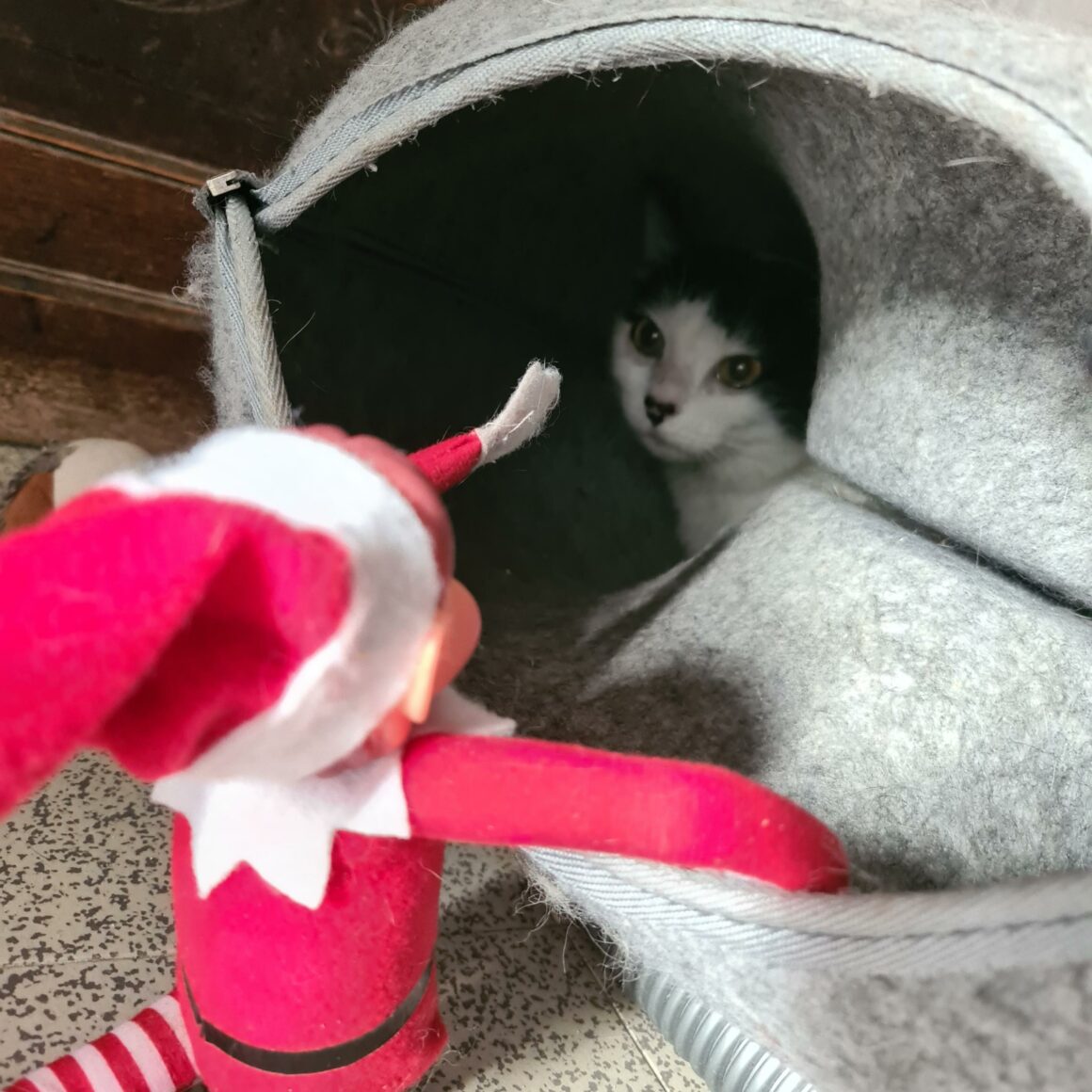 ALCHIMIE (2) ALCHIMIE – junior