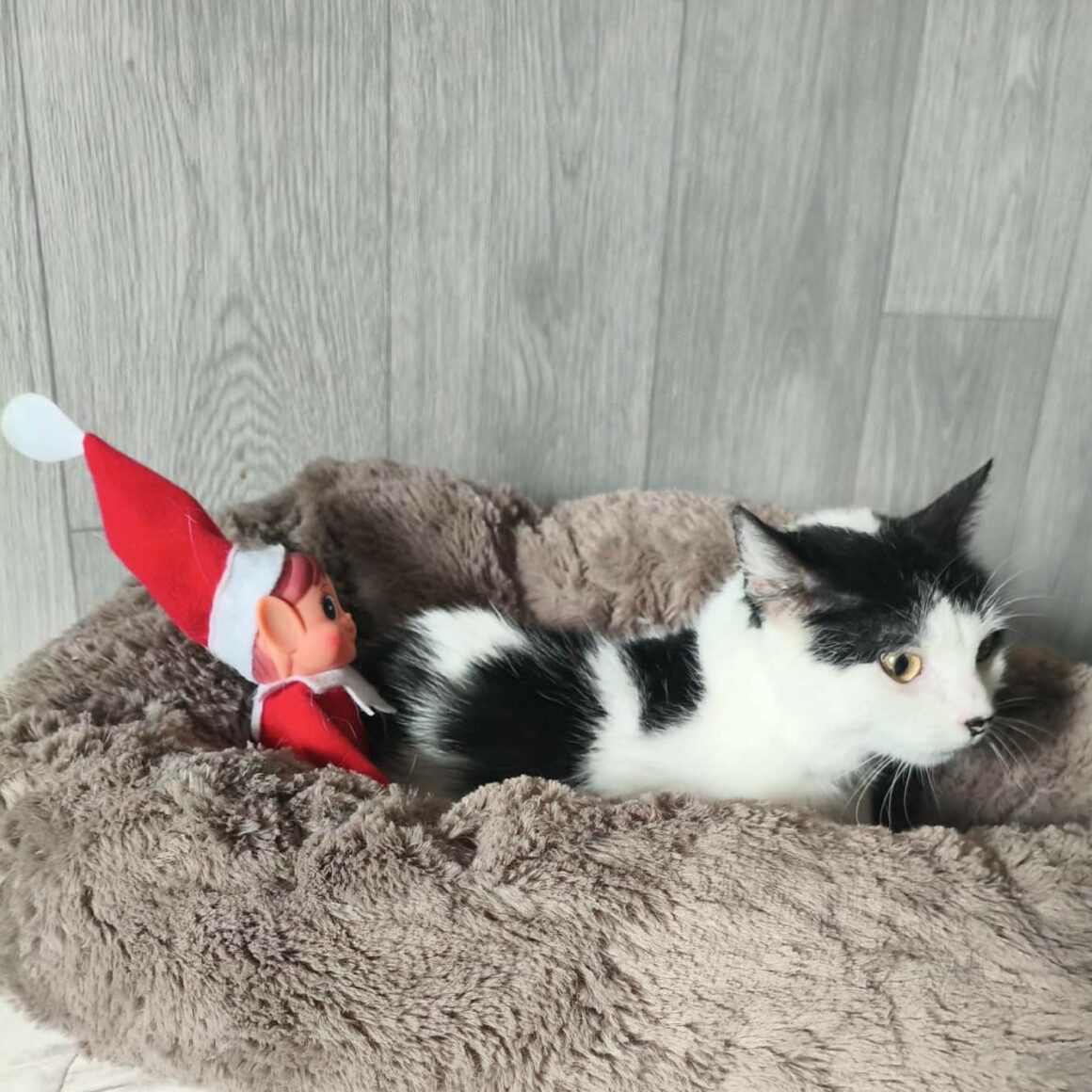 ALCHIMIE (3) ALCHIMIE – junior