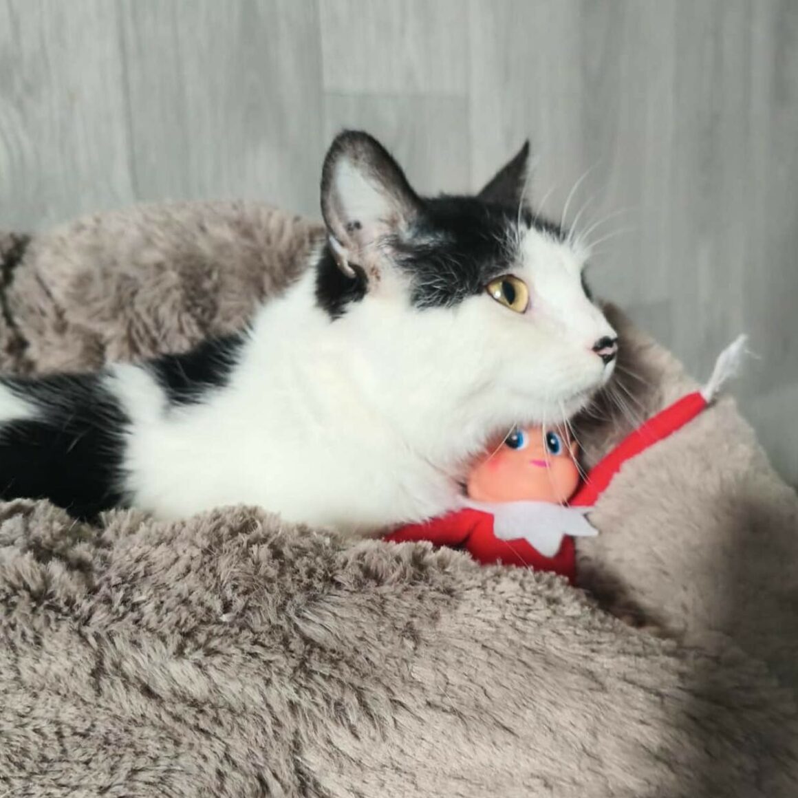 ALCHIMIE (4) ALCHIMIE – junior