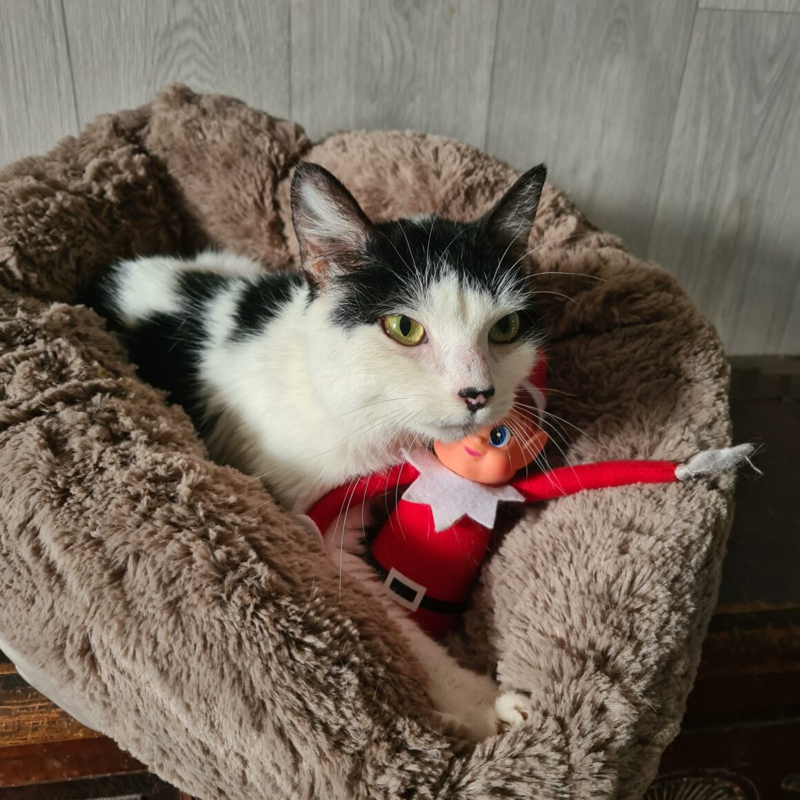 ALCHIMIE (5) ALCHIMIE – junior