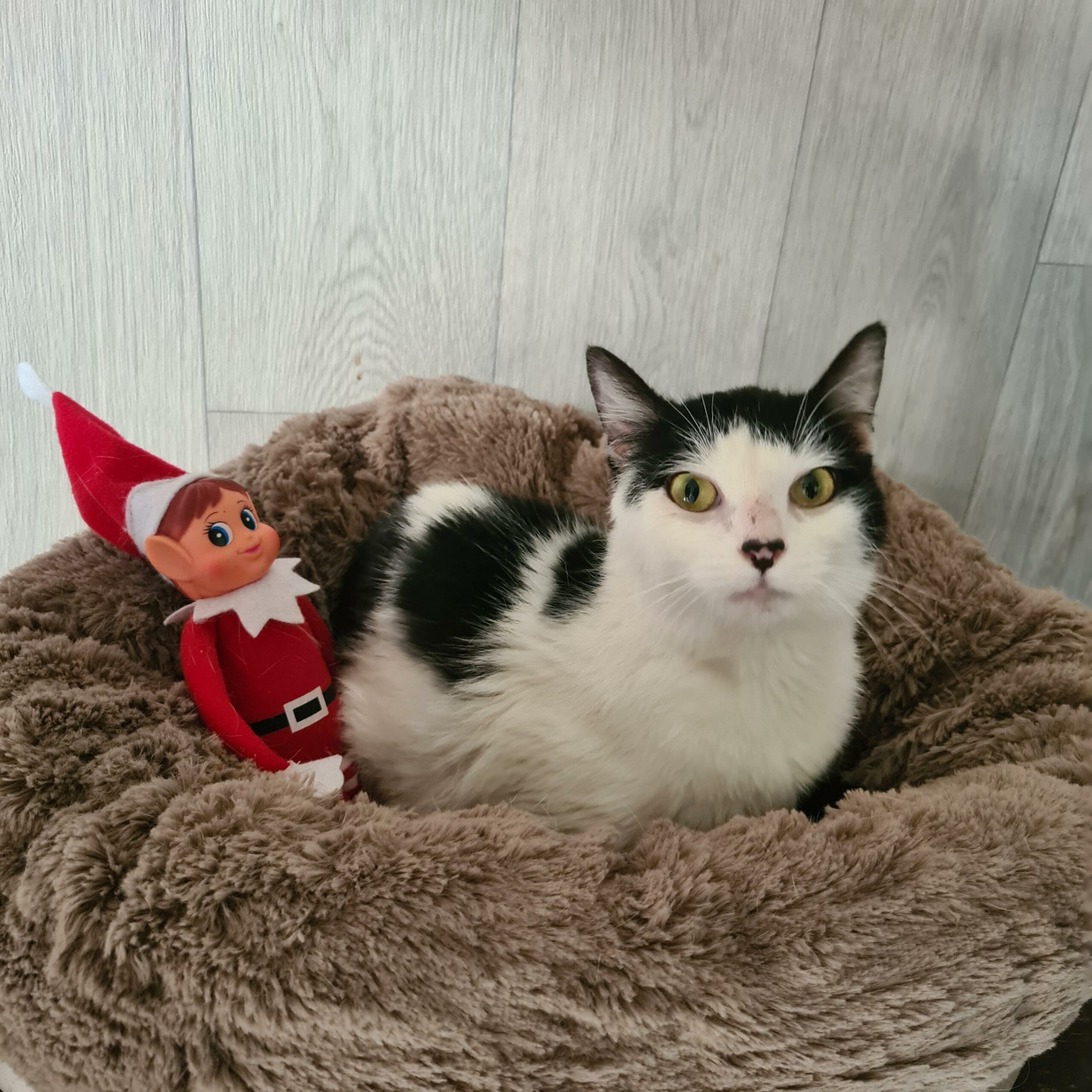 ALCHIMIE (6) ALCHIMIE – junior adoptée