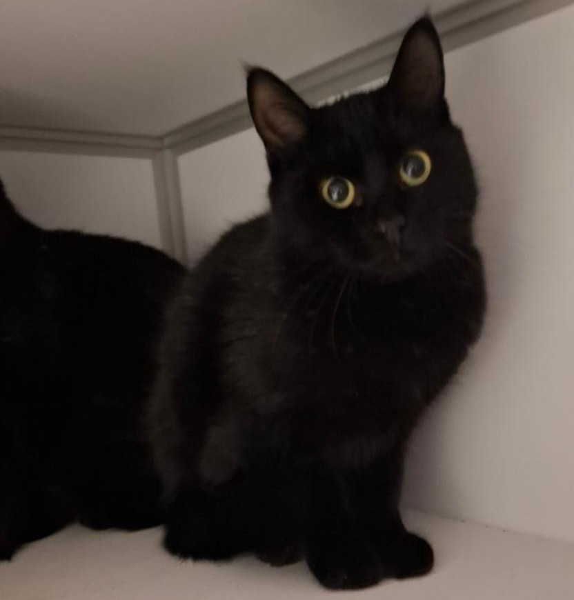 AMARETTO (1) AMARETTO- 6 mois