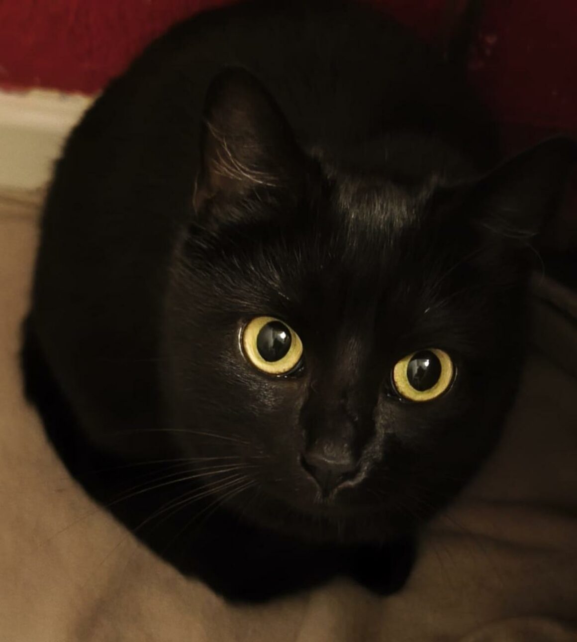 AMARETTO (3) AMARETTO- 6 mois