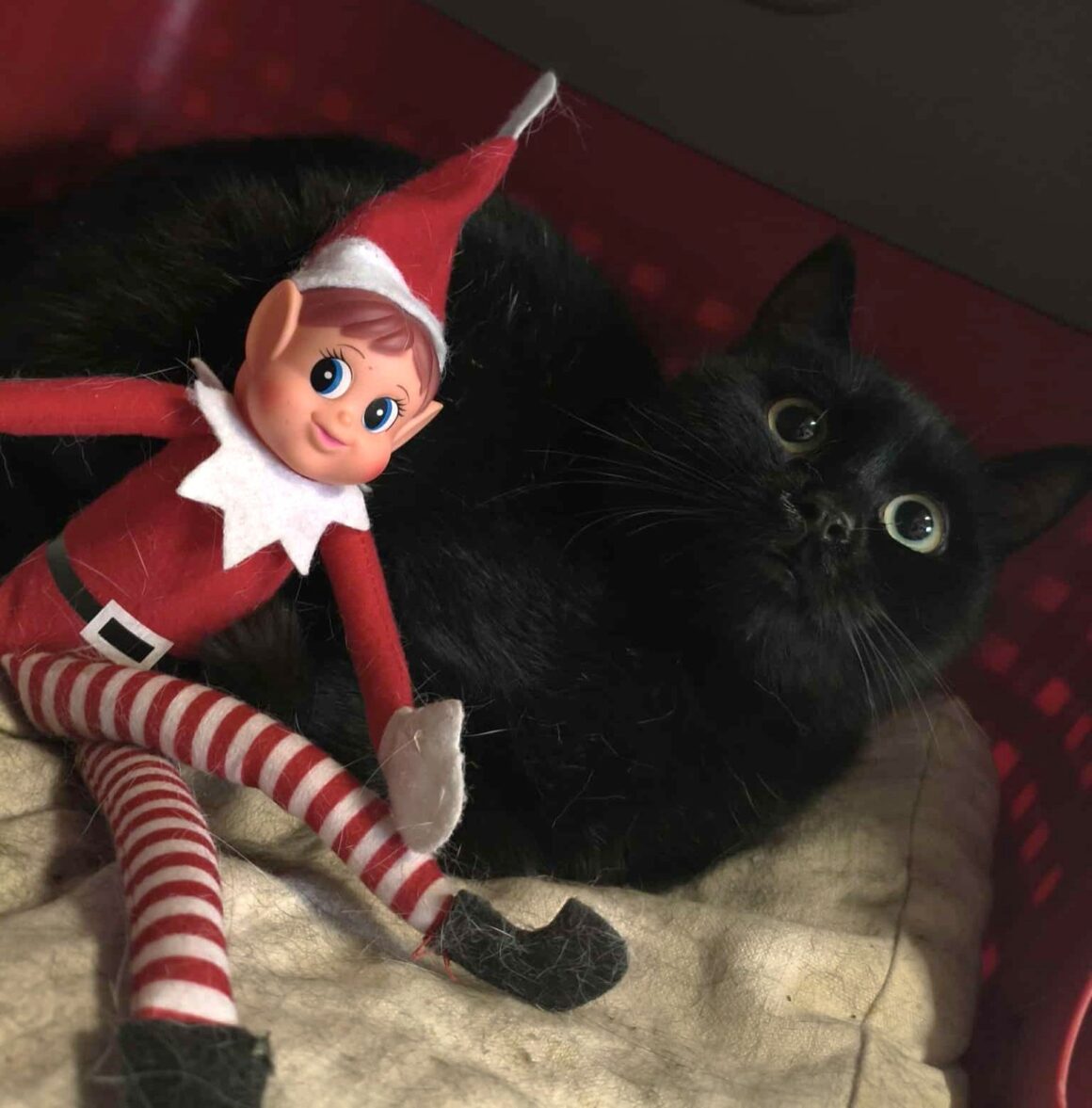 AMARETTO (4) AMARETTO- 6 mois