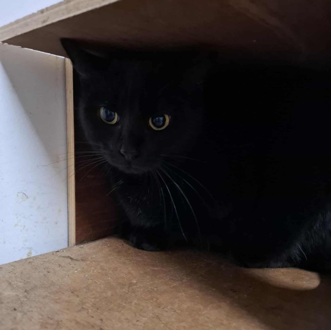 AMARETTO (5) AMARETTO- 6 mois