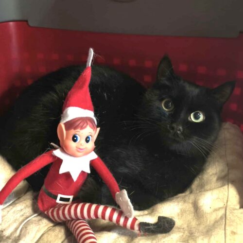 AMARETTO (6) AMARETTO- 6 mois