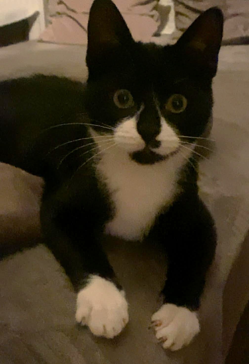 ANISTON (1) ANISTON – chaton