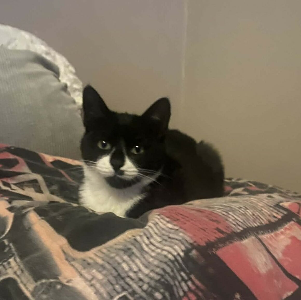 ANISTON – chaton adopté