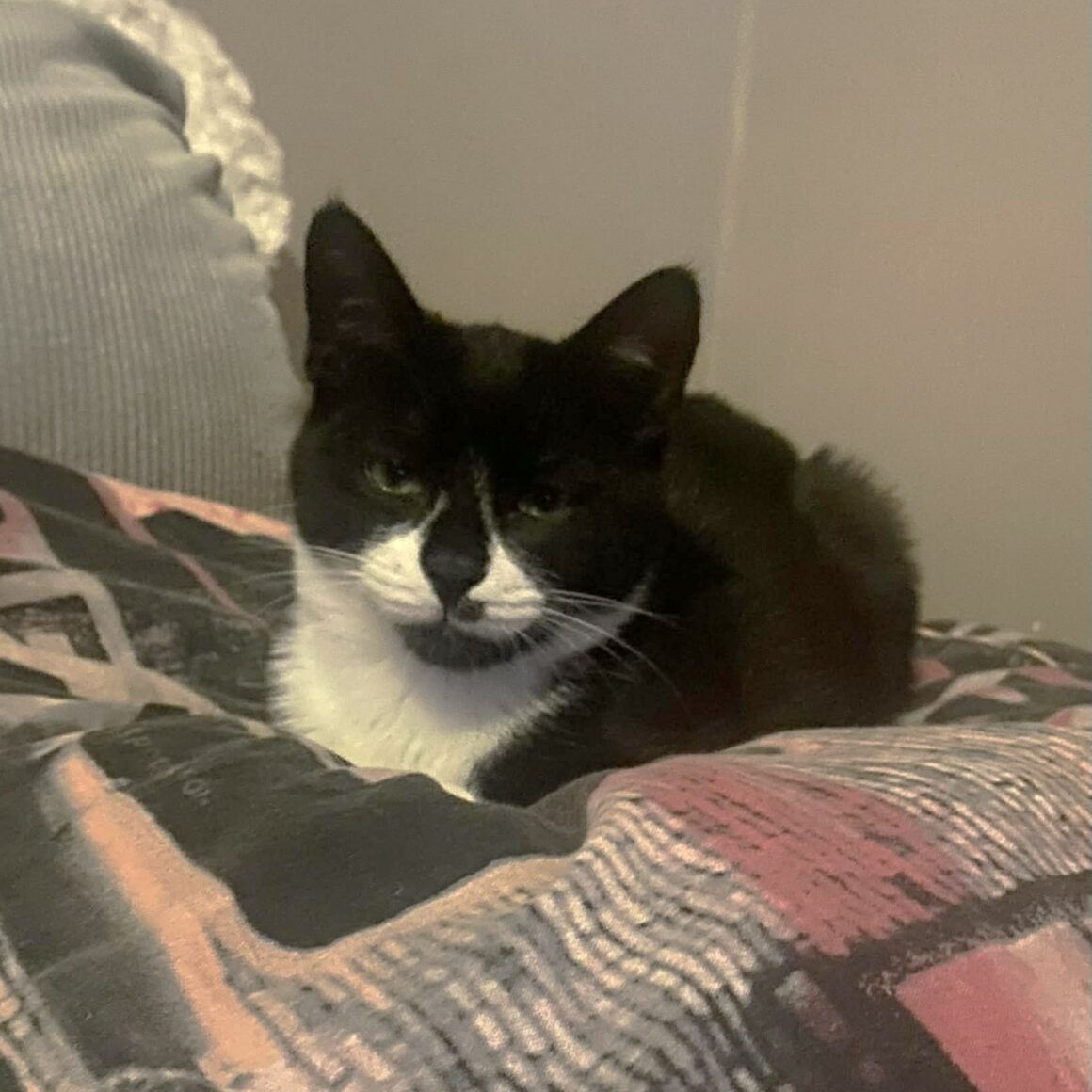 ANISTON (3) ANISTON – chaton