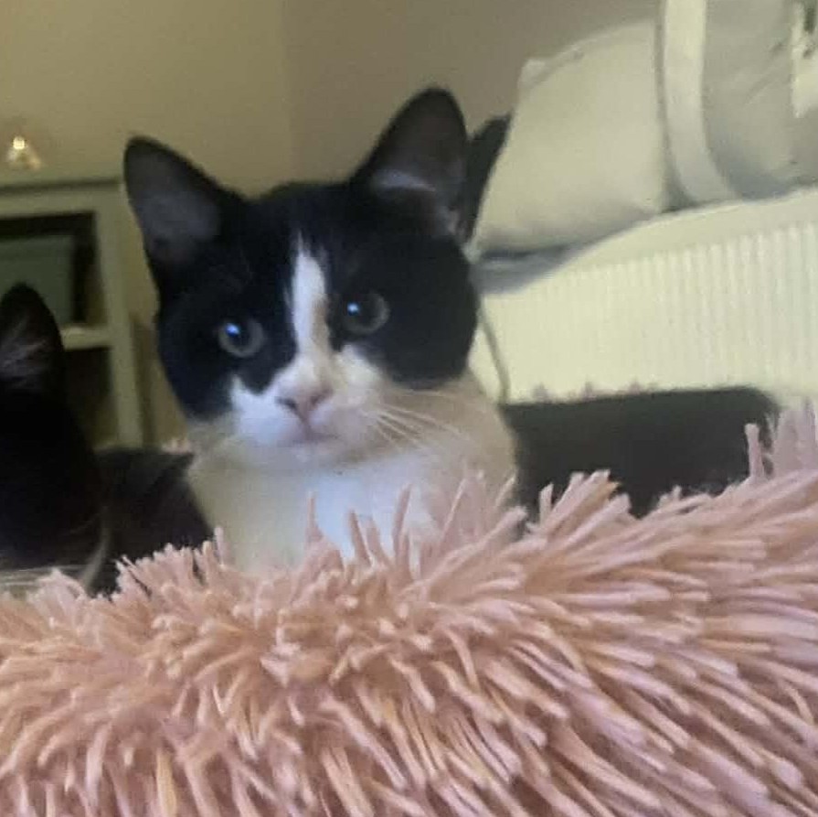 ANISTON ANISTON – chaton