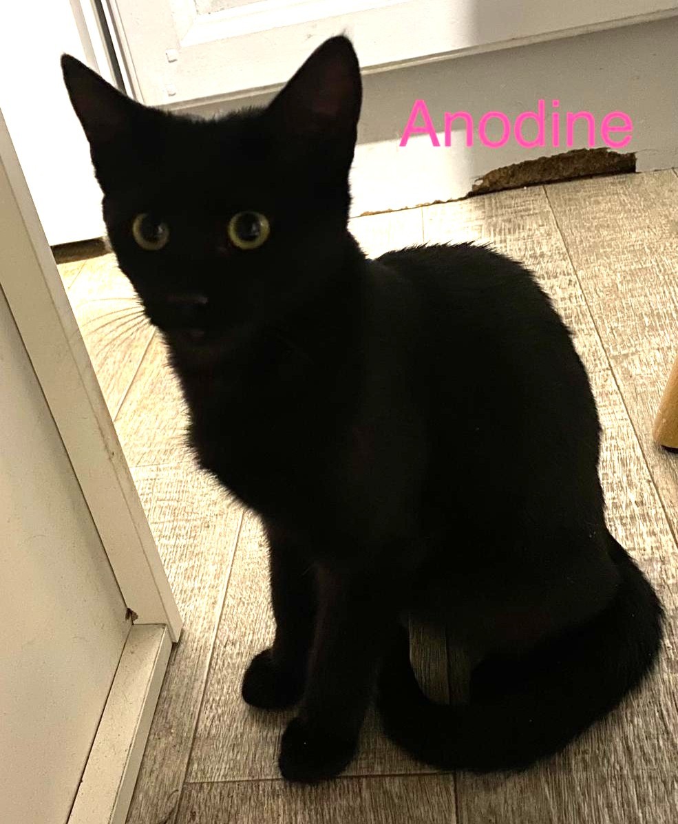 ANODINE – Chaton