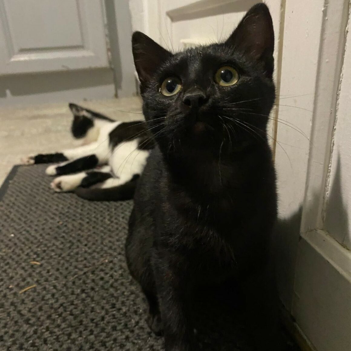 ANODINE – Chaton adoptée