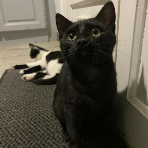 ANODINE carrée ANODINE – Chaton adoptée