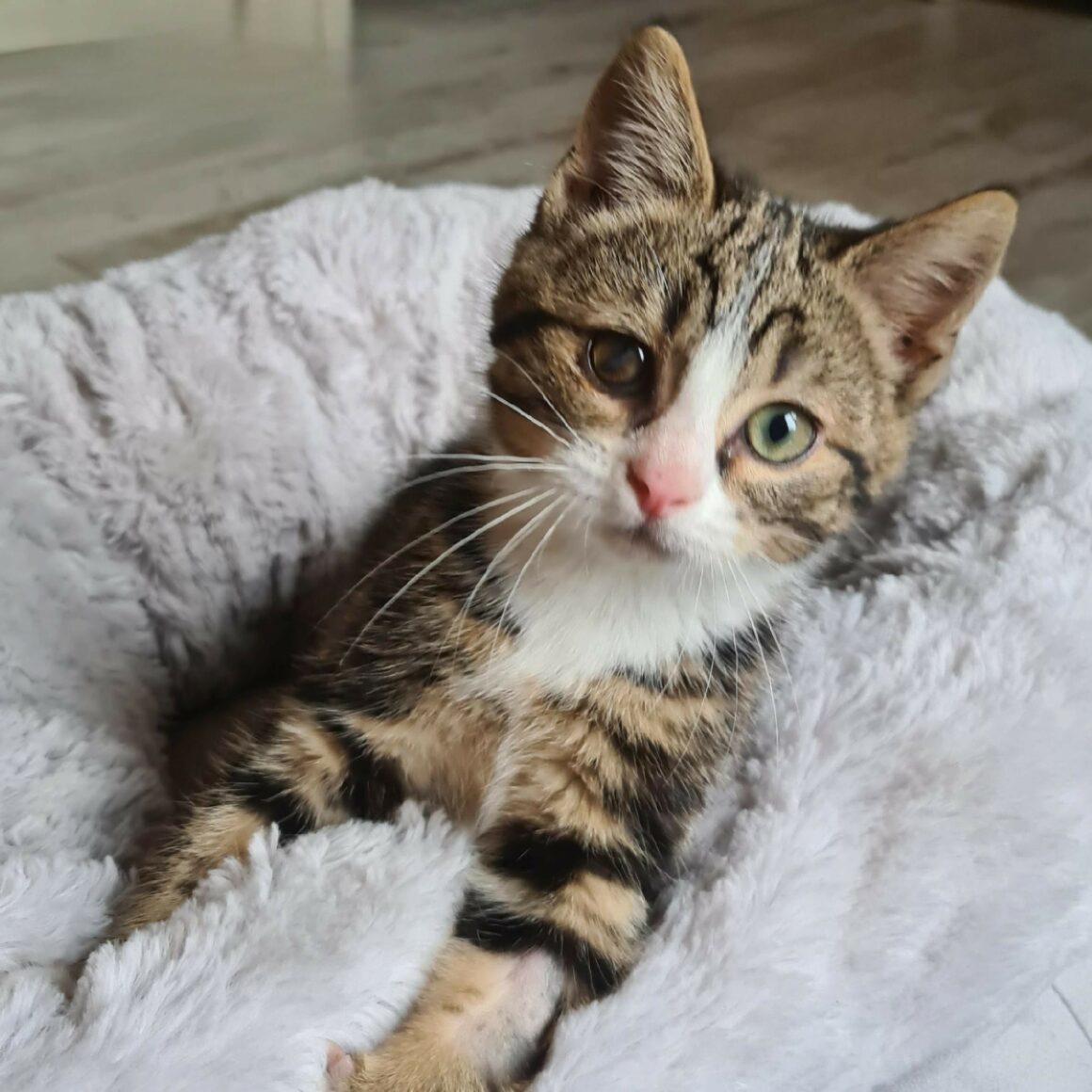ANTIDOTE – chaton adopté
