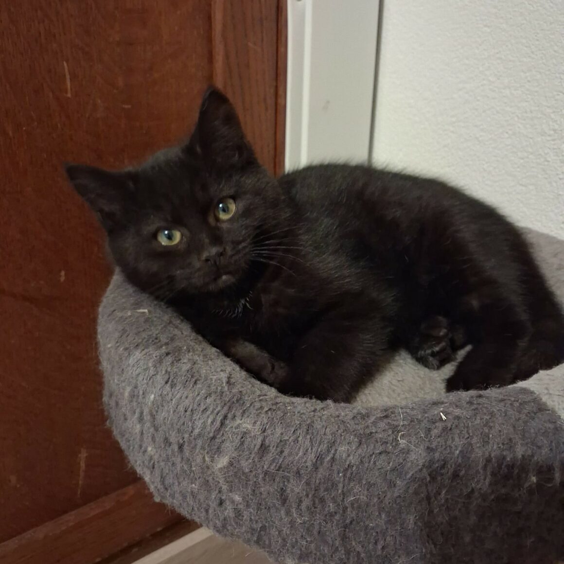 ARGO (2) ARGO – Chaton