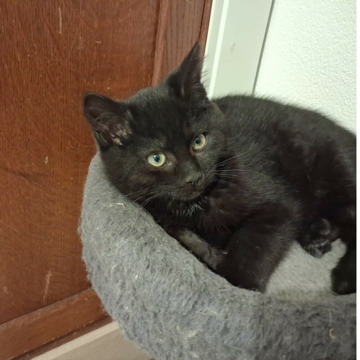 ARGO (3) ARGO – Chaton