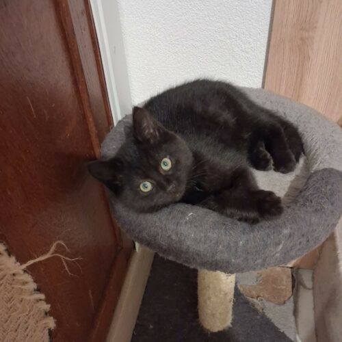 ARGO (4) ARGO – Chaton