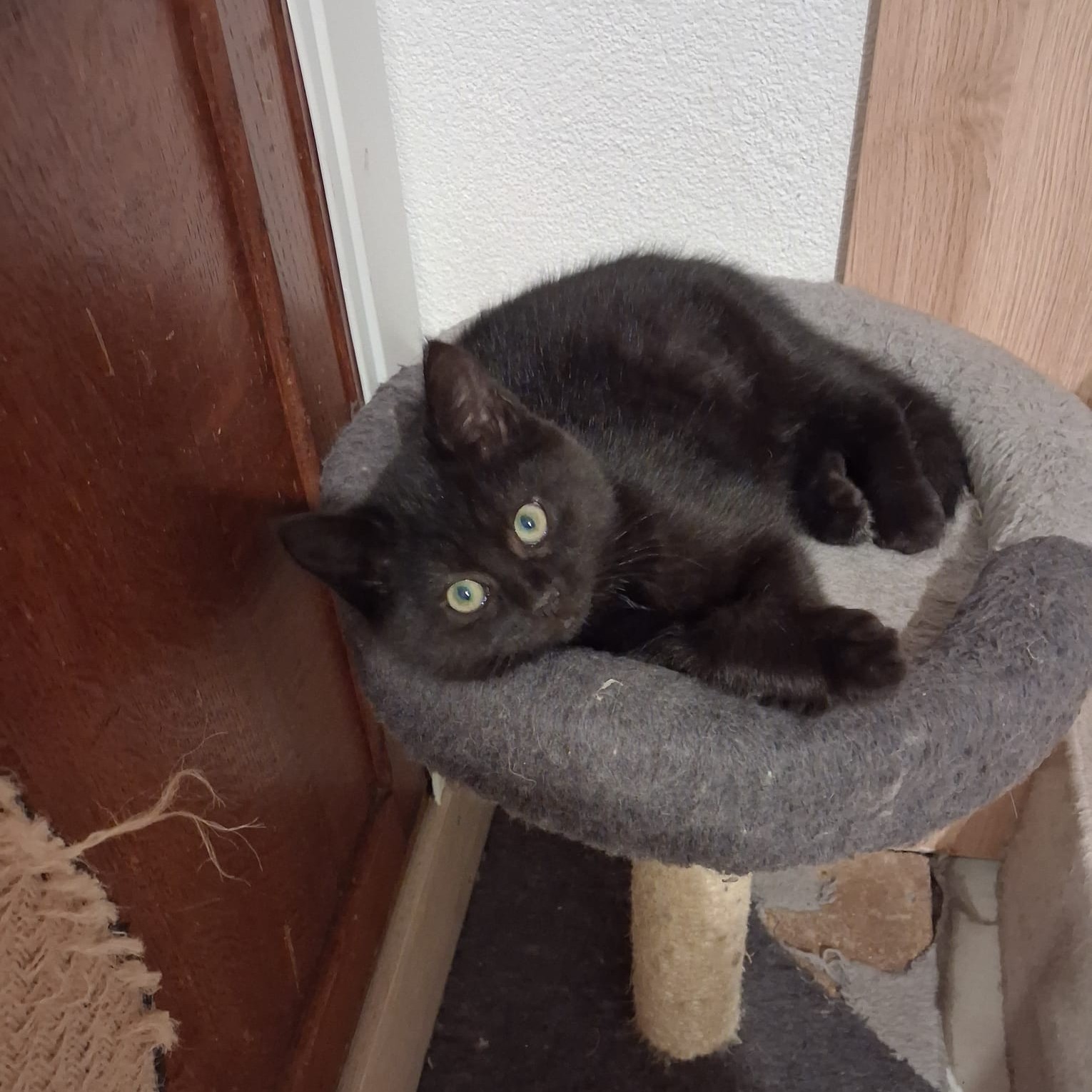 ARGO (4) ARGO – Chaton adopté