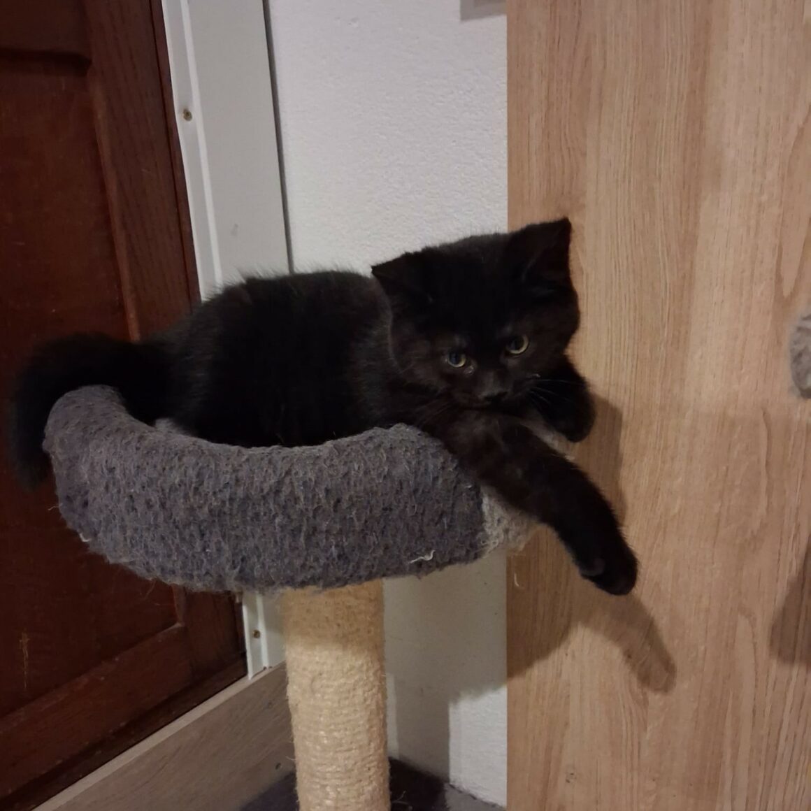 ARGO (5) ARGO – Chaton