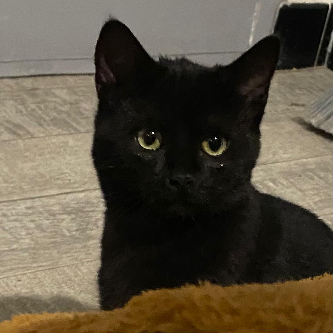 ARMAGEDON – chaton