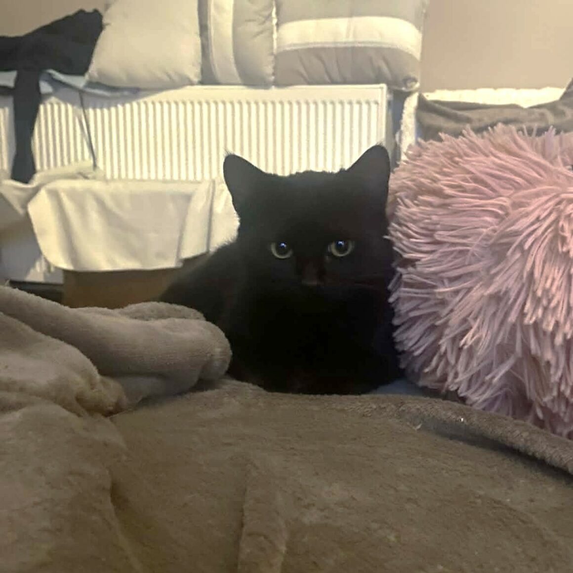 ARMAGEDON – chaton