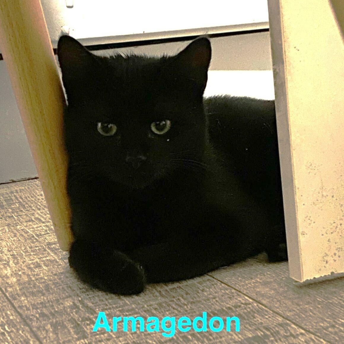 ARMAGEDON – chaton