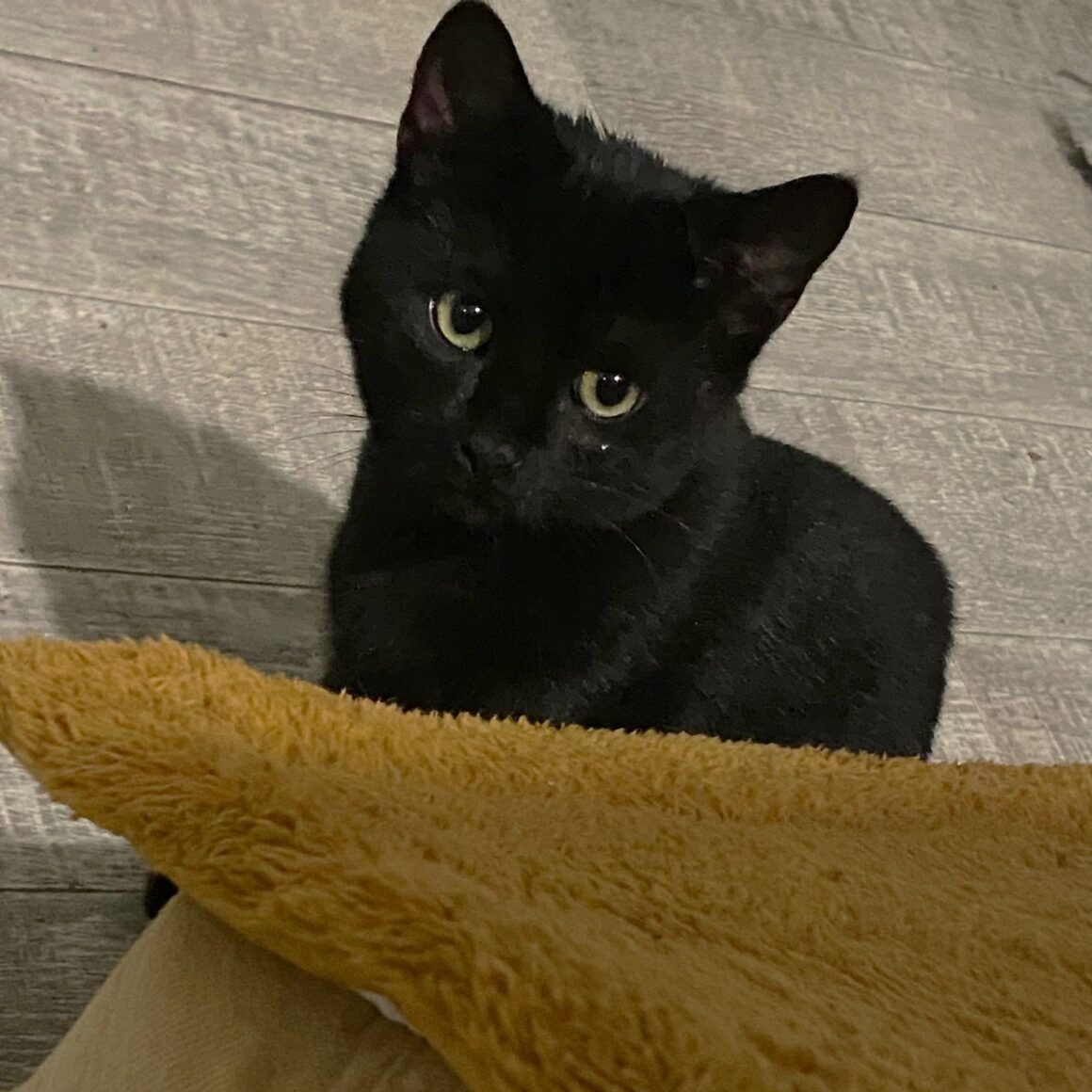 ARMAGEDON – chaton adopté