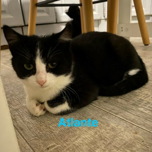 ATLANTE (3) ATLANTE – chaton