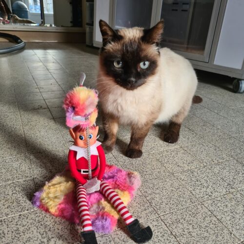 ISIDORE 1 ISIDORE – 2 ans