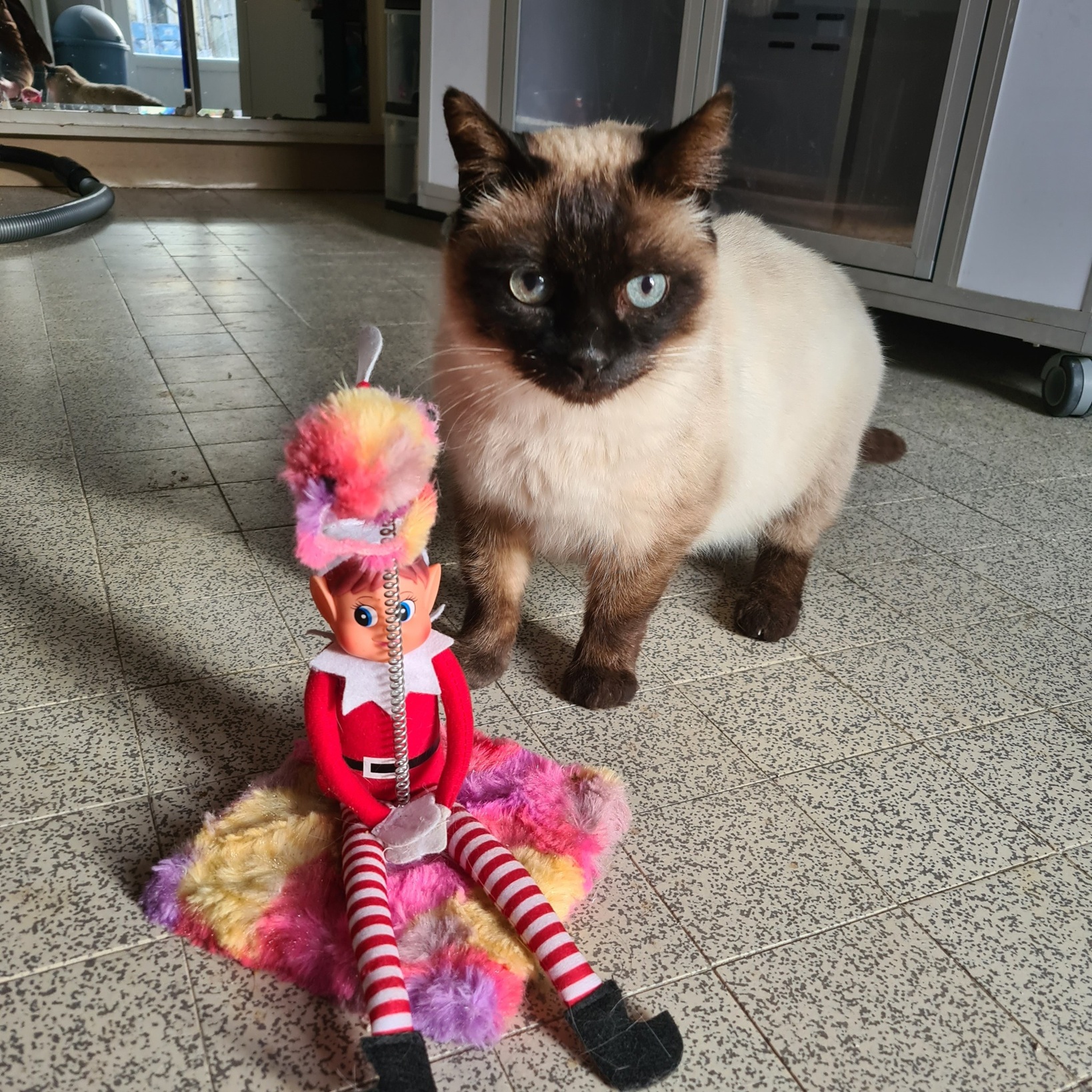 ISIDORE 1 ISIDORE – 2 ans – adopté