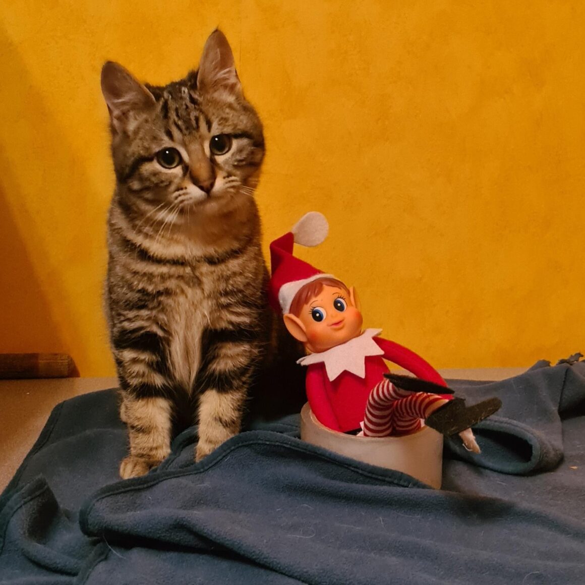 LOUPETTE – Chaton adoptée