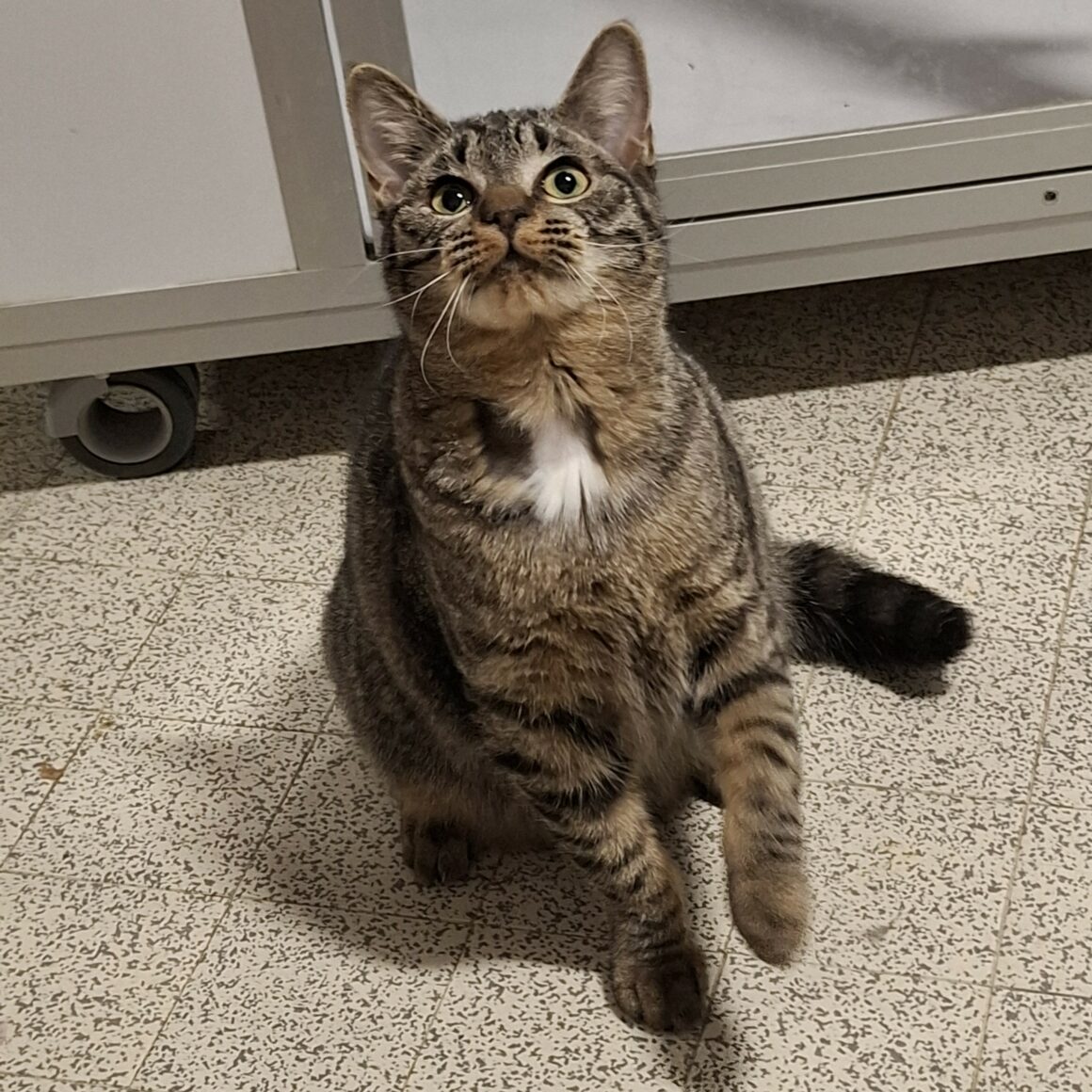 AVOINE – junior adoptée