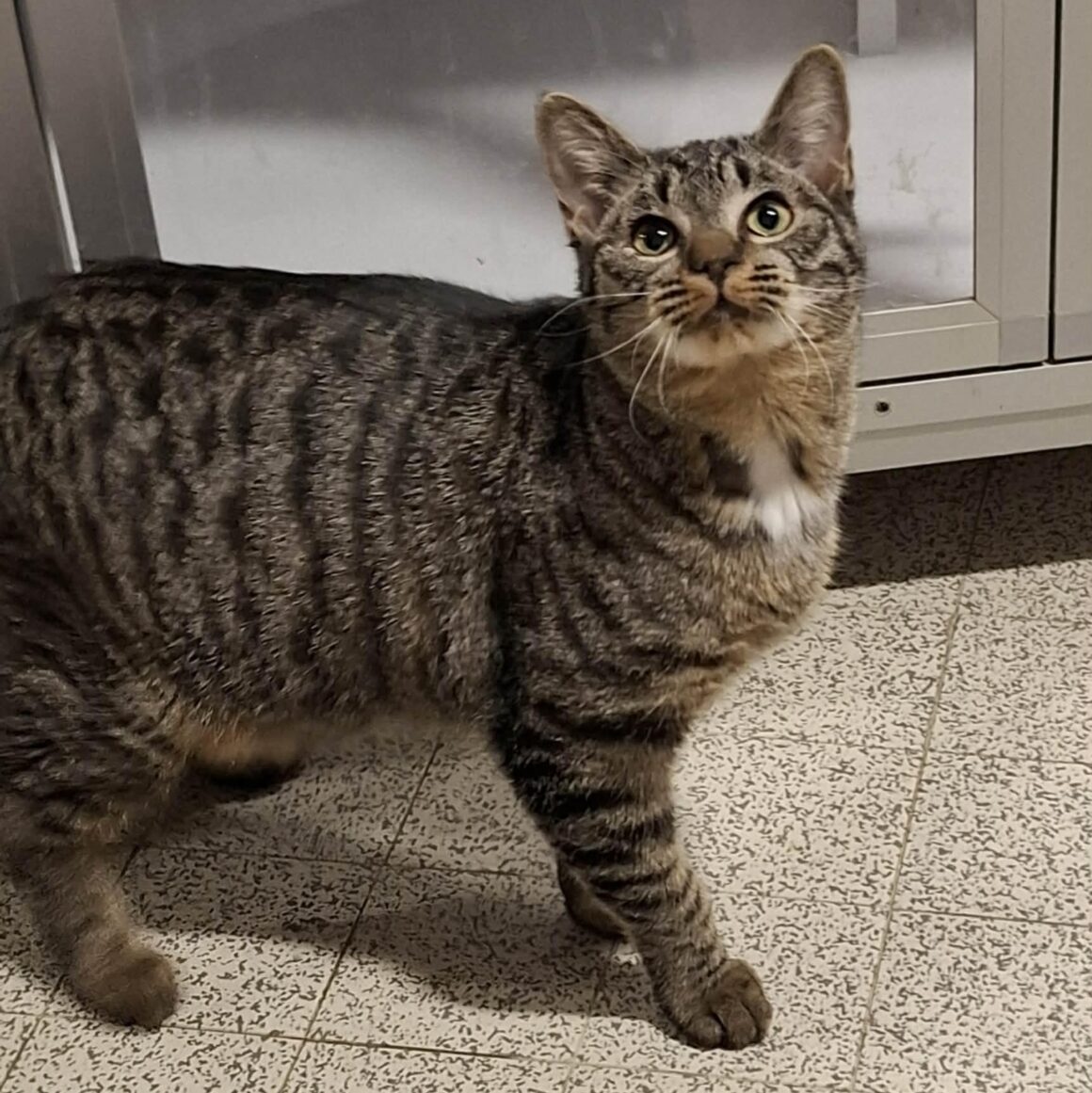 AVOINE – junior réservée